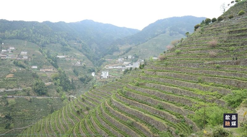 关于璜田乡：上春山采春茶 茶韵悠长促振兴的相关内容