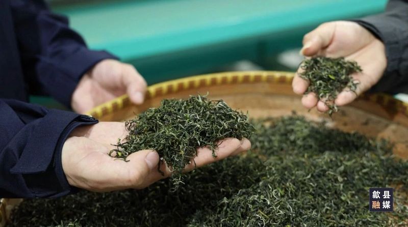 关于璜田乡：上春山采春茶 茶韵悠长促振兴的相关内容(7)