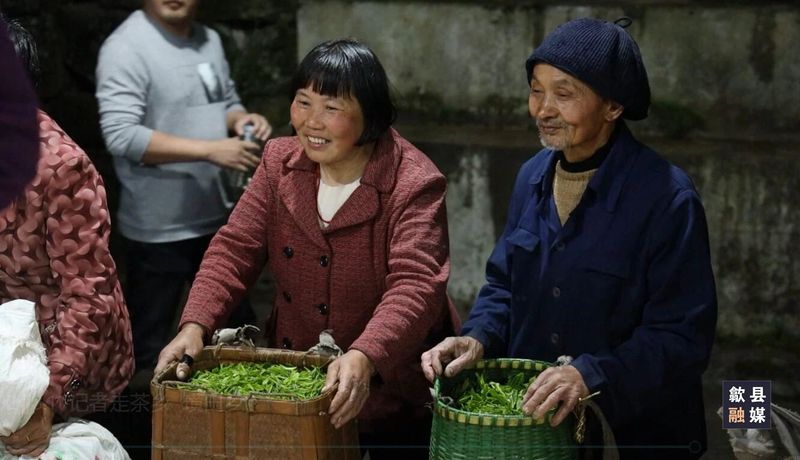 关于璜田乡：上春山采春茶 茶韵悠长促振兴的相关内容(4)
