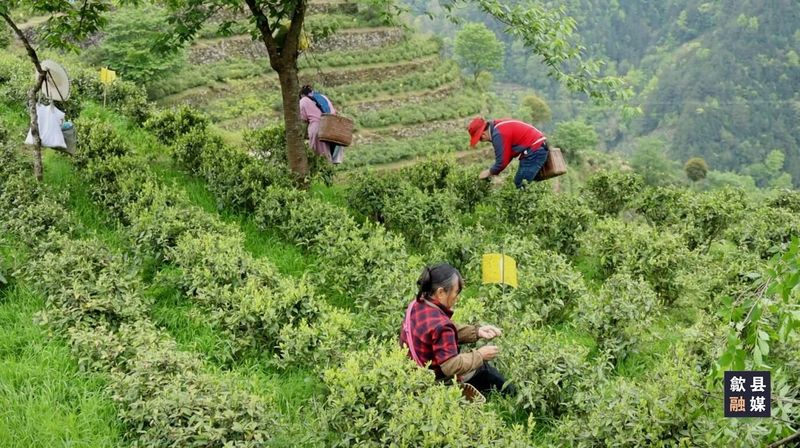 关于璜田乡：上春山采春茶 茶韵悠长促振兴的相关内容(1)