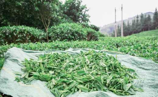 关于茶香四溢畲族村：种好增收“金叶子” 走稳振兴“好路子”的相关信息(2)