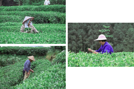 关于茶香四溢畲族村：种好增收“金叶子” 走稳振兴“好路子”的相关信息