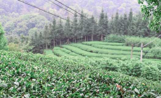 关于茶香四溢畲族村：种好增收“金叶子” 走稳振兴“好路子”的相关信息(1)