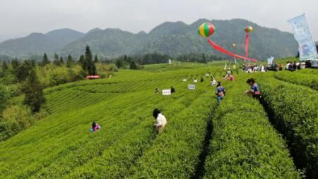 关于第16届贵州省茶产业博览会暨正安分会场系列活动开幕的相关信息(4)
