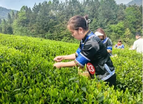 关于第16届贵州省茶产业博览会暨正安分会场系列活动开幕的相关信息(3)