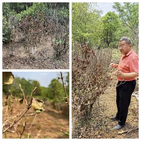 关于云南省级茶叶专家为景迈山高质量保护开发献策献计助力乡村全面振兴的消息(1)