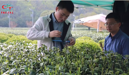 有关于世界首款采茶机器人采茶“功力”如何？“机器换人”要实现了吗？的消息