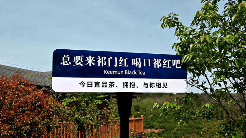 有关于茶区变景区 “采茶游”吸引众游人的资讯