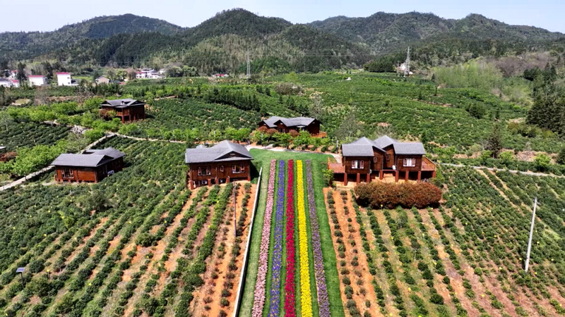 有关于茶区变景区 “采茶游”吸引众游人的资讯(2)
