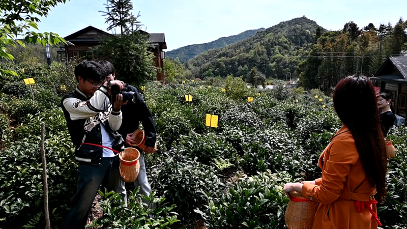 有关于茶区变景区 “采茶游”吸引众游人的资讯(1)