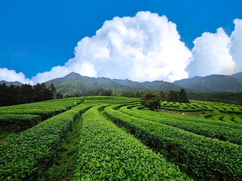 关于大源镇“微课堂”进茶企 注入“茶动力”的相关信息(3)