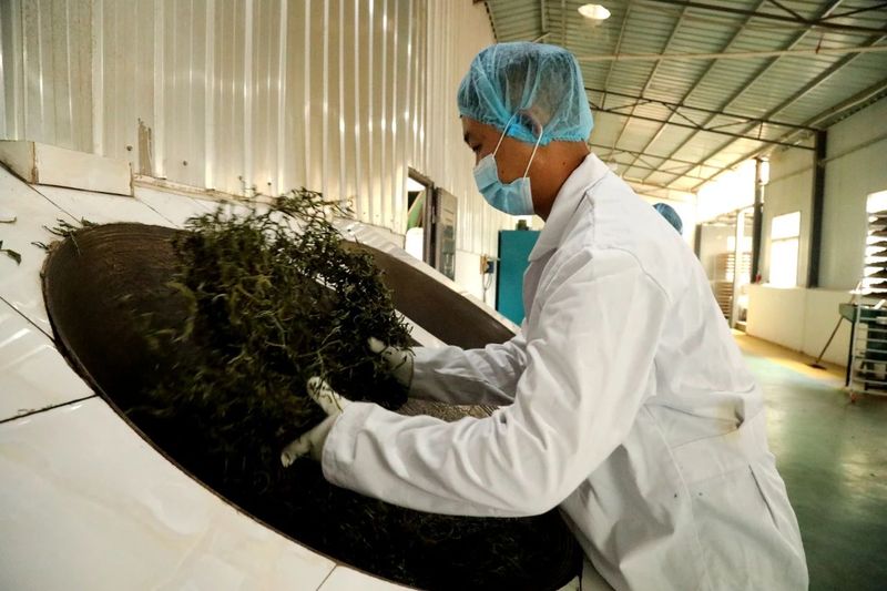 关于宁洱：做好绿色茶文章 共享健康产业福利的内容(3)