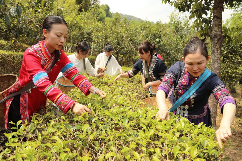 关于宁洱：做好绿色茶文章 共享健康产业福利的内容