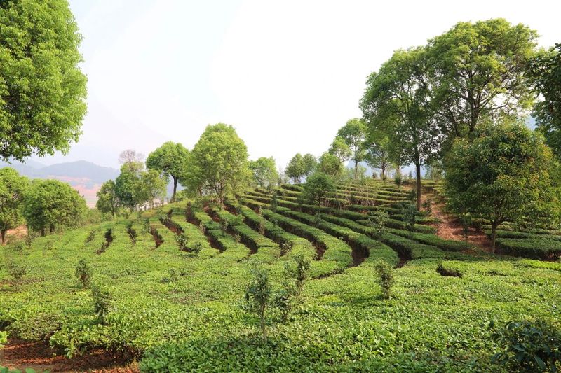 关于宁洱：做好绿色茶文章 共享健康产业福利的内容(7)