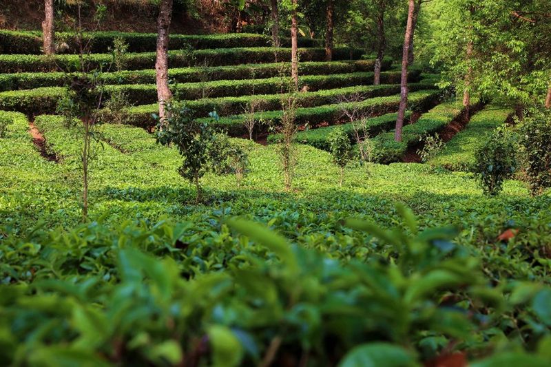 关于宁洱：做好绿色茶文章 共享健康产业福利的内容(6)