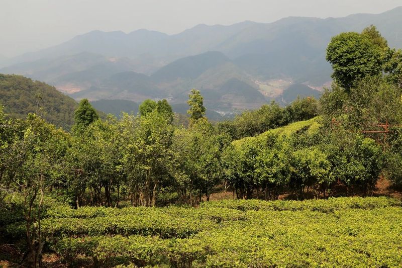 关于宁洱：做好绿色茶文章 共享健康产业福利的内容(1)