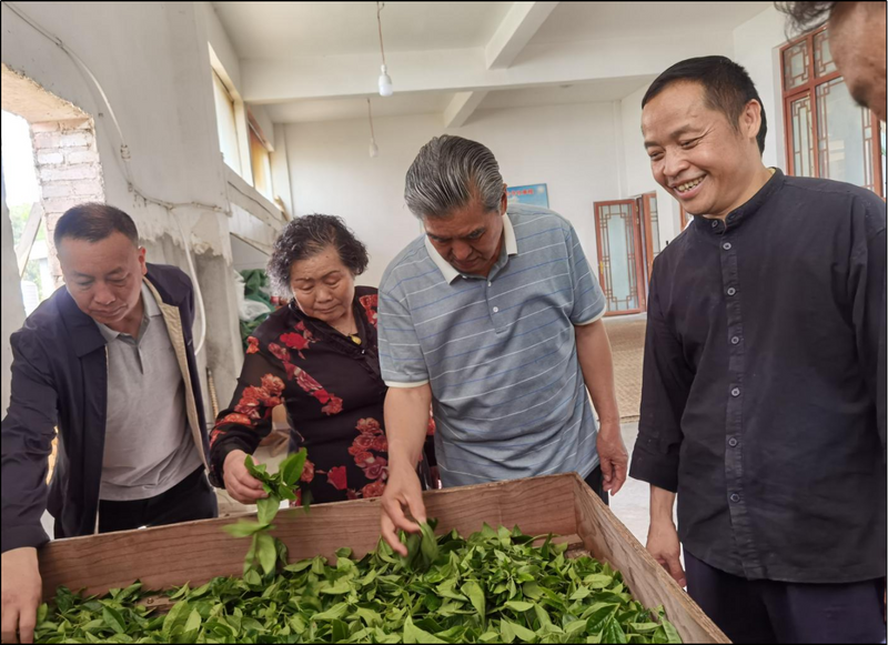 关于走进昔归见证云茶拓进，结对凤庆助力乡村振兴，云南省普洱茶协会在行动的消息(6)