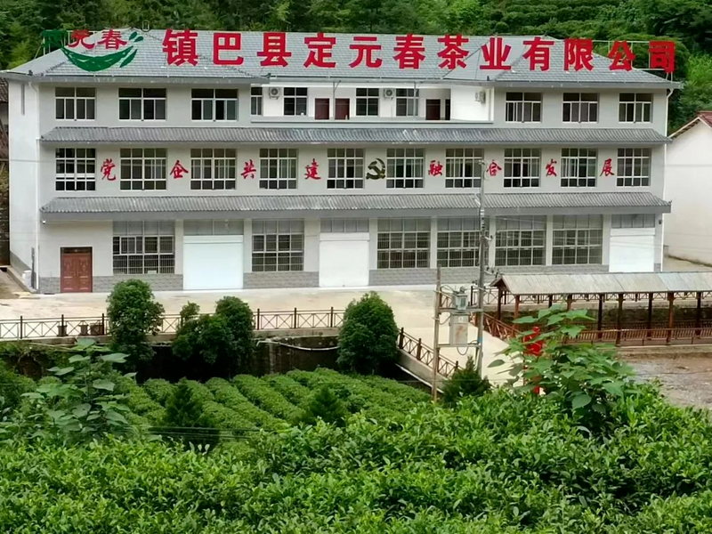 关于汉中镇巴:巧手匠心,持守真味!镇巴唯一国家级制茶大师手工制茶展技艺的相关内容