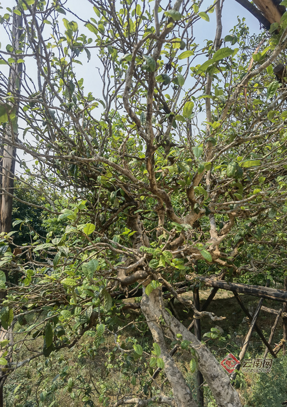 有关于首届勐库大叶种茶开茶节举办的相关内容(4)
