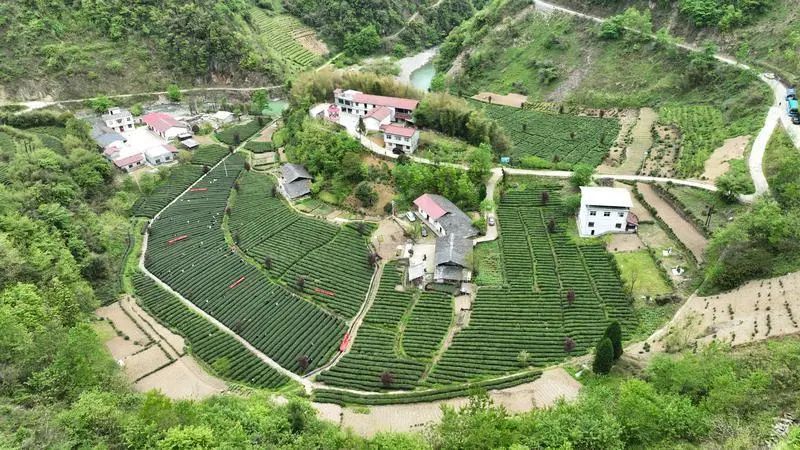 关于陕西日报:茶叶加工忙 茶香浸陕南的内容(7)