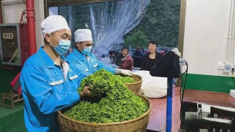 关于陕西日报:茶叶加工忙 茶香浸陕南的内容(3)