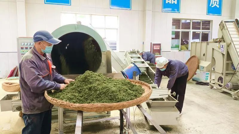 关于陕西日报:茶叶加工忙 茶香浸陕南的内容(6)