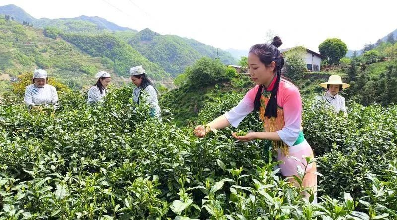 关于陕西日报:茶叶加工忙 茶香浸陕南的内容