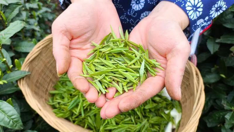 关于陕西日报:茶叶加工忙 茶香浸陕南的内容(1)