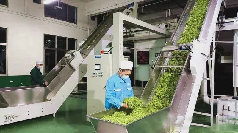 关于陕西日报:茶叶加工忙 茶香浸陕南的内容(4)