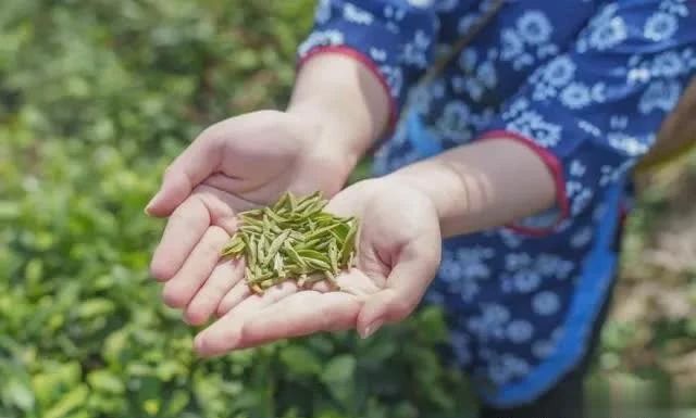 关于从“春茶一季”到“四时有收” 秦巴茶乡如何突围?的最新消息