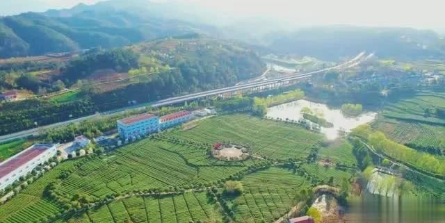 关于从“春茶一季”到“四时有收” 秦巴茶乡如何突围?的最新消息(6)