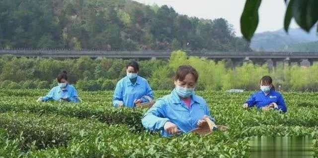 关于从“春茶一季”到“四时有收” 秦巴茶乡如何突围?的最新消息(2)