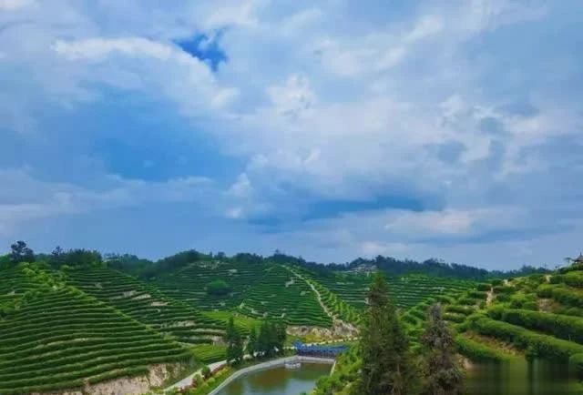 关于从“春茶一季”到“四时有收” 秦巴茶乡如何突围?的最新消息(1)