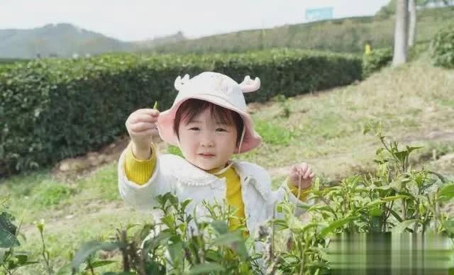 关于从“春茶一季”到“四时有收” 秦巴茶乡如何突围?的最新消息(5)