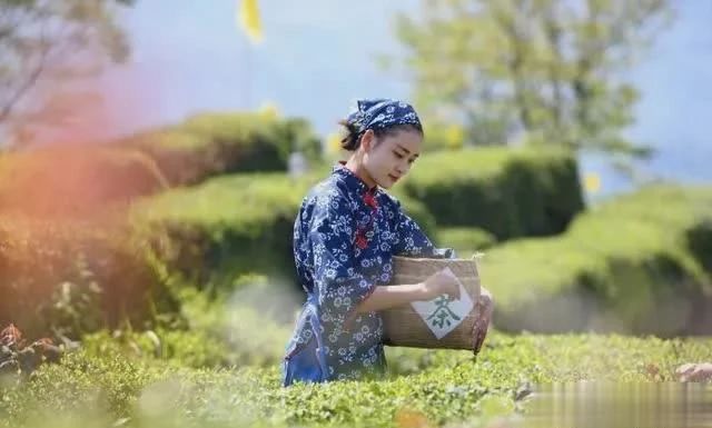 关于从“春茶一季”到“四时有收” 秦巴茶乡如何突围?的最新消息(4)