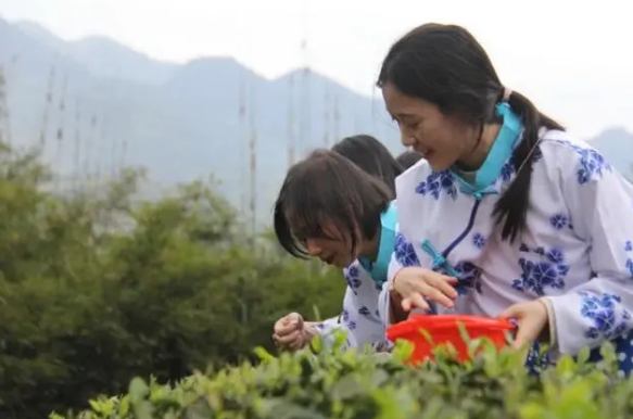 关于万盛经开区天星村:打造“天星翠”茶叶基地 闲置茶园“起死回生”的资讯