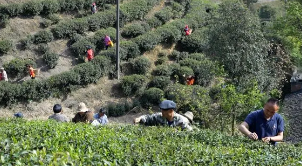 关于万盛经开区天星村:打造“天星翠”茶叶基地 闲置茶园“起死回生”的资讯(1)