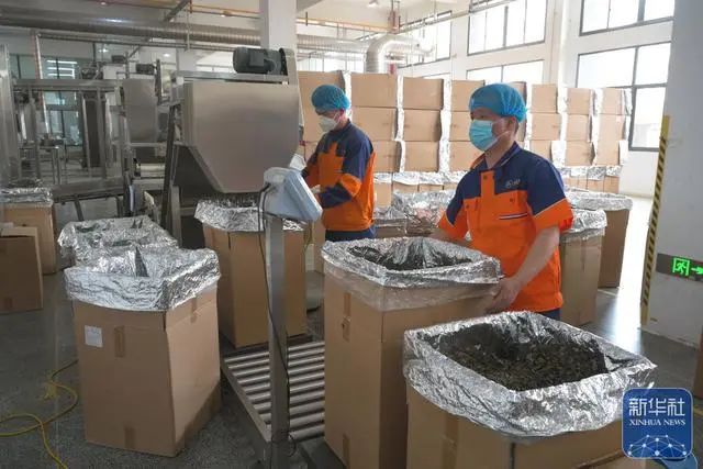 关于福鼎白茶春茶进入采摘生产高峰期的新闻(4)