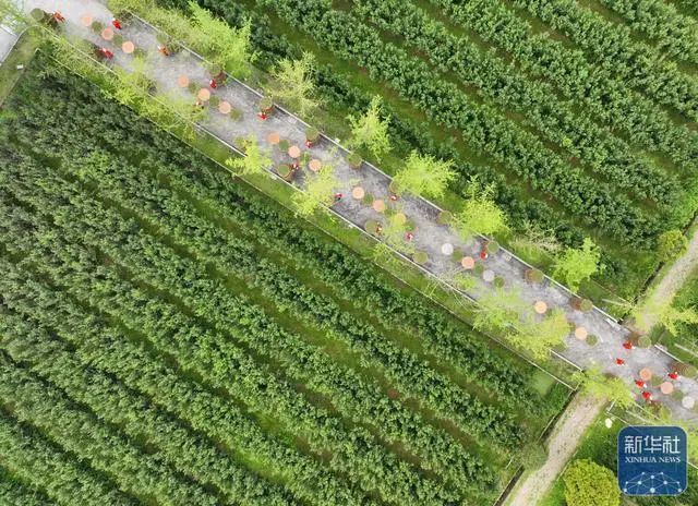 关于福鼎白茶春茶进入采摘生产高峰期的新闻