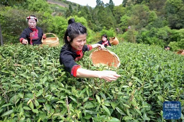 关于福鼎白茶春茶进入采摘生产高峰期的新闻(3)