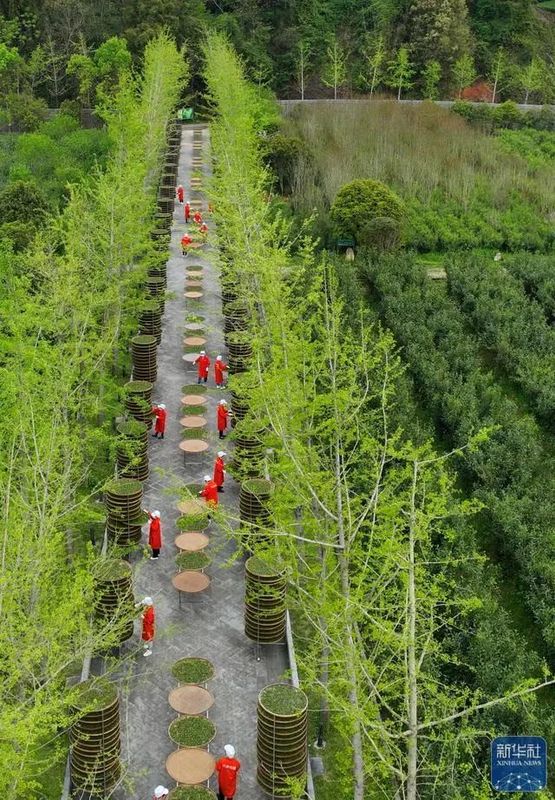 关于福鼎白茶春茶进入采摘生产高峰期的新闻(2)