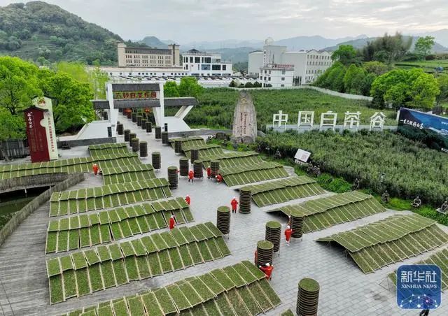 关于福鼎白茶春茶进入采摘生产高峰期的新闻(5)