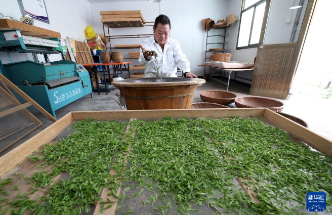 关于河北灵寿:太行龙井茶香溢四方的信息(3)