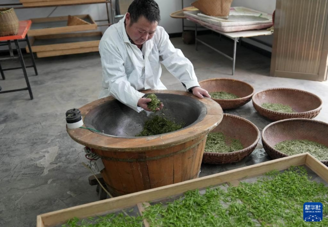 关于河北灵寿:太行龙井茶香溢四方的信息(4)