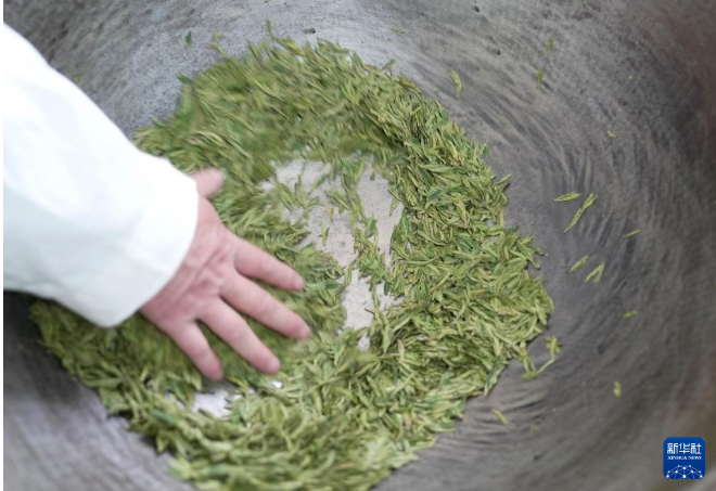 关于河北灵寿:太行龙井茶香溢四方的信息(5)