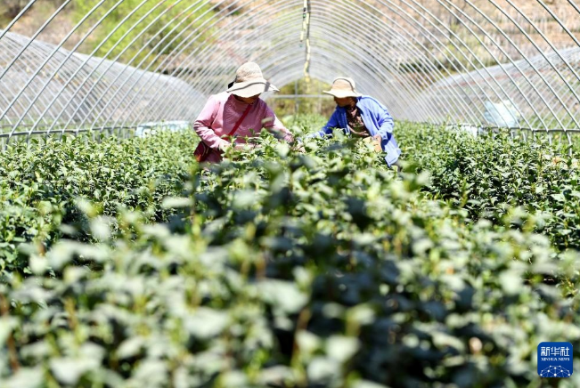 关于河北灵寿:太行龙井茶香溢四方的信息(1)