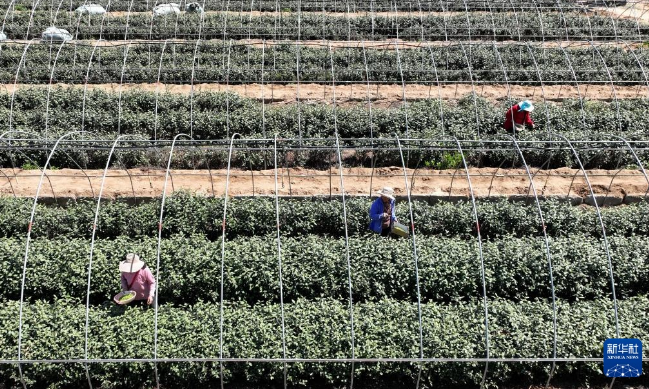 关于河北灵寿:太行龙井茶香溢四方的信息