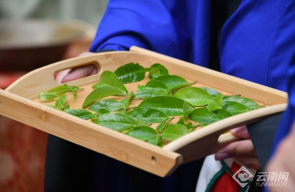 关于古茶之乡茶韵悠悠 西畴坪寨白毛茶王树头茶开采的最新消息(1)