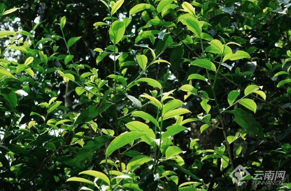 关于古茶之乡茶韵悠悠 西畴坪寨白毛茶王树头茶开采的最新消息