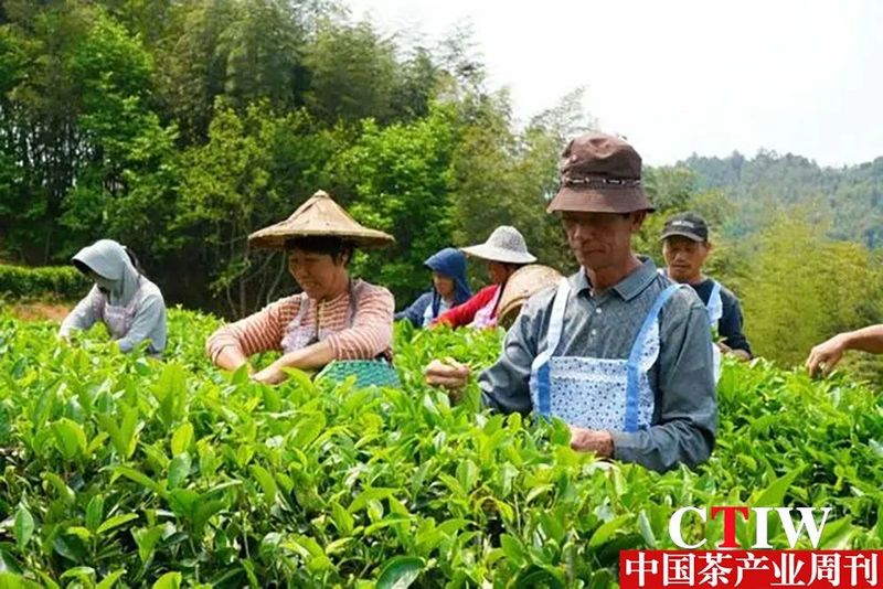 有关于永定：茶叶变茶“业” 富了村民美了乡村的内容(1)